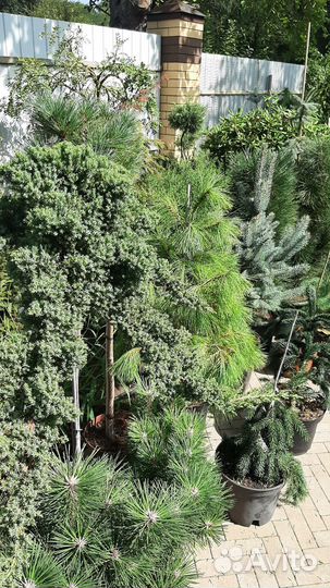 Ель пендула, пихта, кипарисовики, сосны на штамбе