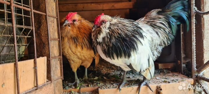 Продам петушков антверпенской бентамки