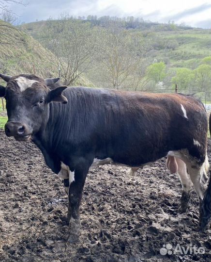 Бычки на мясо откорм