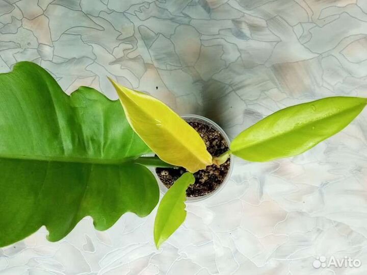 Филодендроны