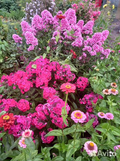 Флоксы многолетние