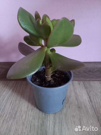 Толстянка денежное дерево