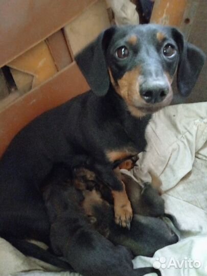 Щенки таксы не чистокровные