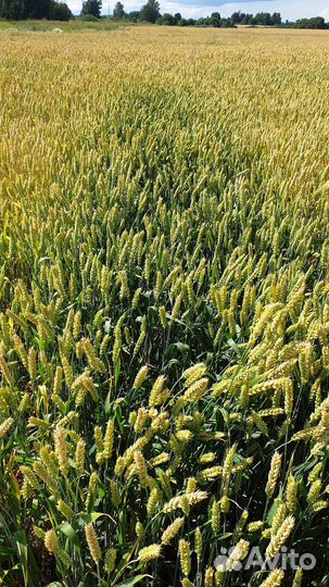Семена озимой пшеницы 