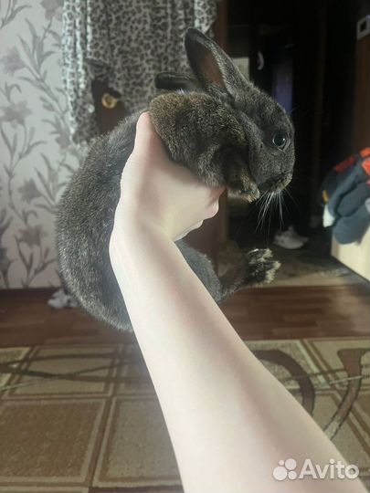 Декоративные кролики