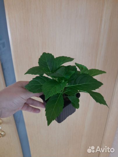 Гортензия крупнолистная Эрли Блю