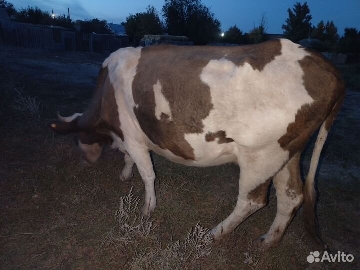 Стельная молочная корова