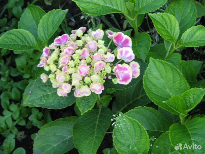 Продам цветы многолетники