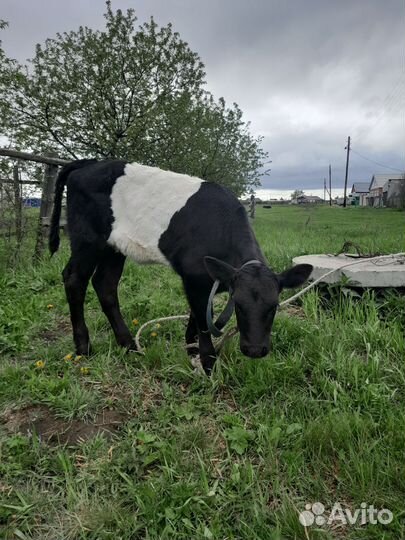 Коровы дойные молочные
