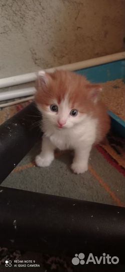Котятки в добрые руки