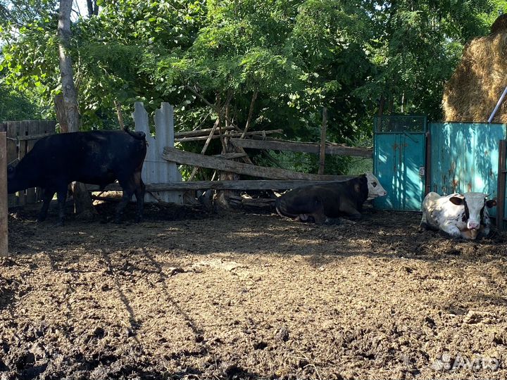 Быки и телки