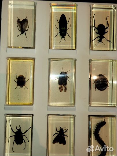 Настоящие насекомые в смоле для коллекций