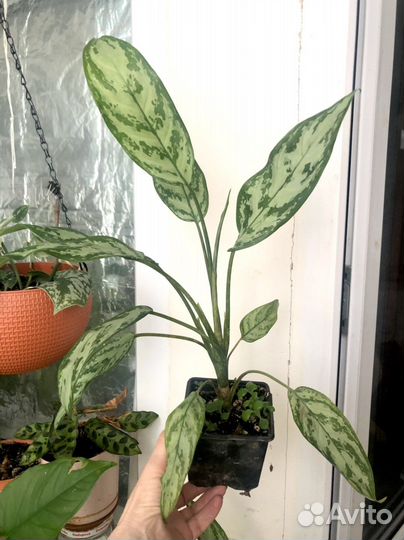 Аглаонема Комнатные цветы