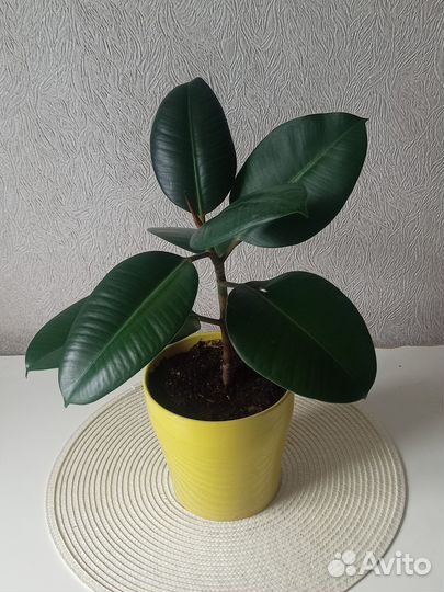 Комнатные растения