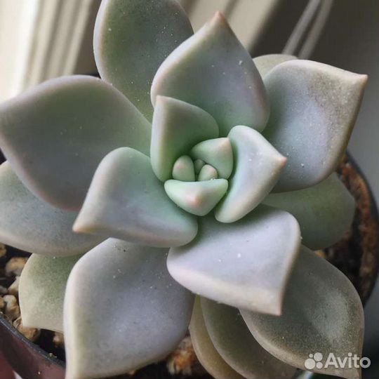 Суккуленты