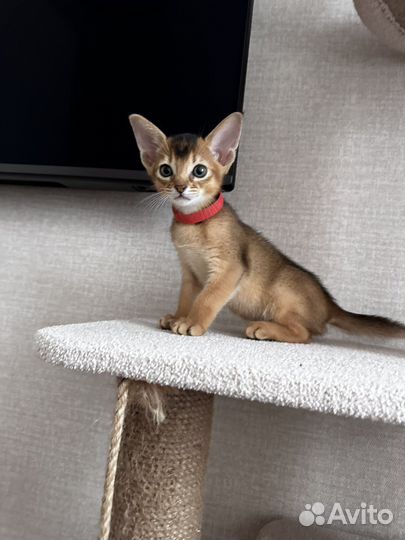 Абиссинские котята