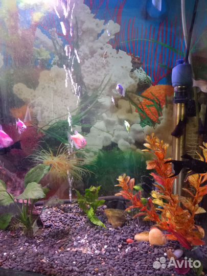 Аквариум