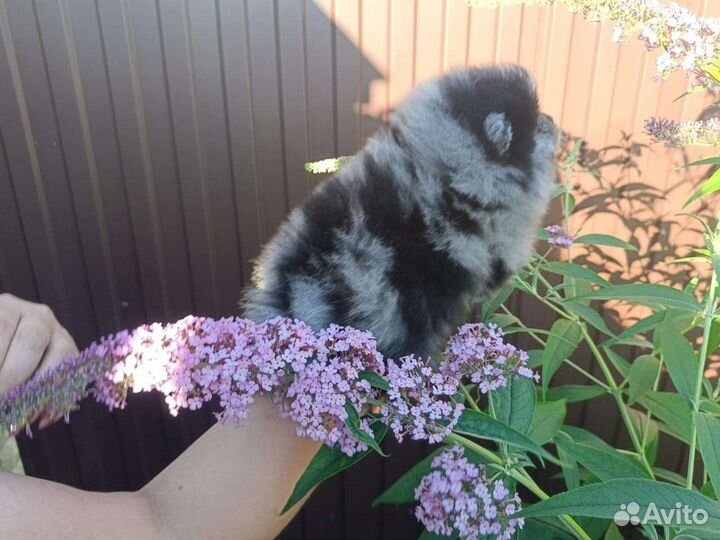 Померанский шпиц