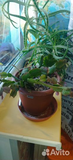 Каланхоэ, декабрист