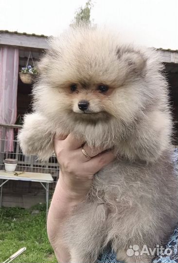 Шпицули детки