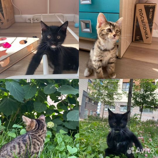 Котята в добрые руки