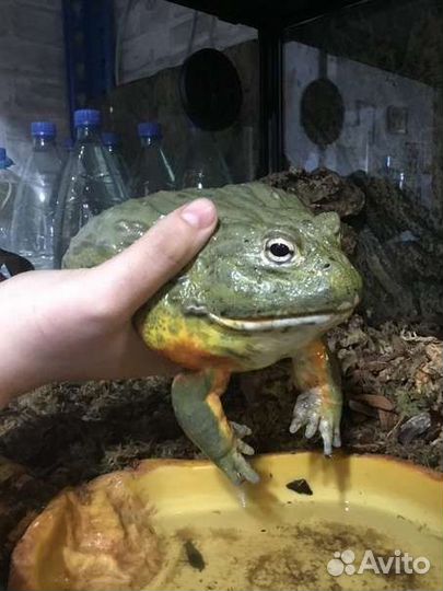 Лягушка водонос