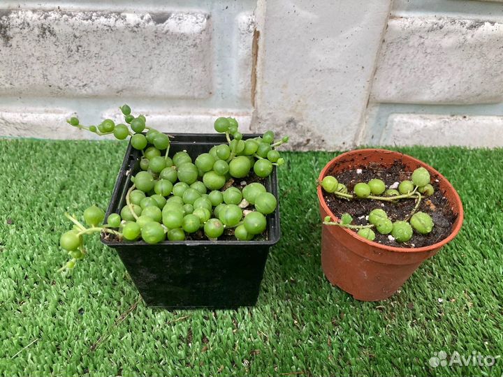 Крестовник роули из суккулентной теплицы