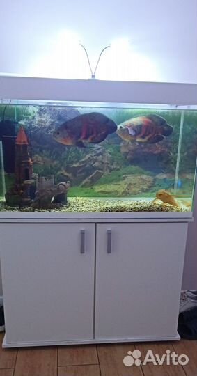 Аквариум с тумбой 200 литров