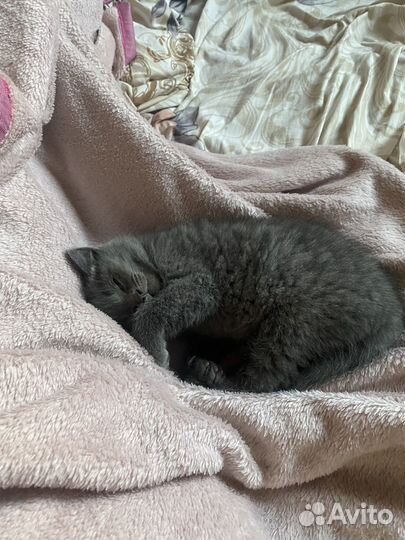 Шотландские котята