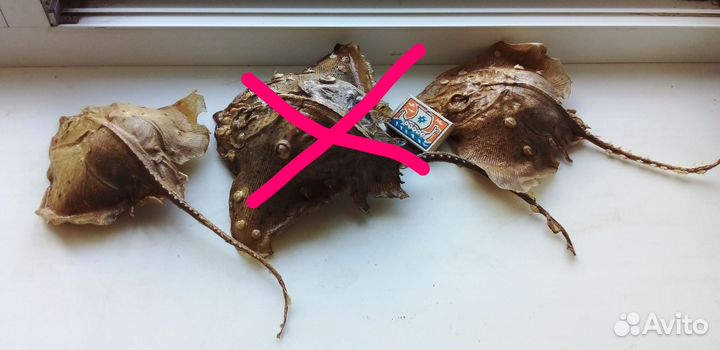 Чучело Рыбы