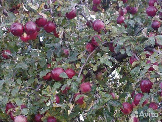 Саженцы яблони оптом мм-106