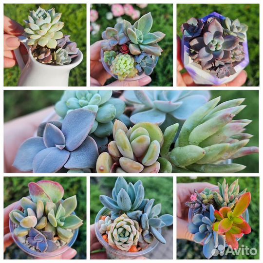 Растения, суккуленты