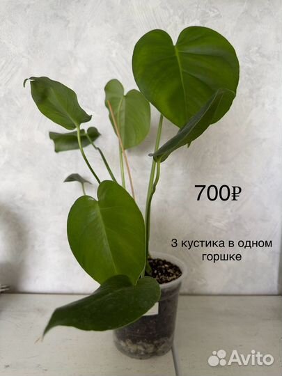 Монстера деликатесная