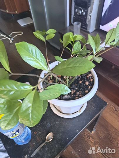 Замиокулькас,финик