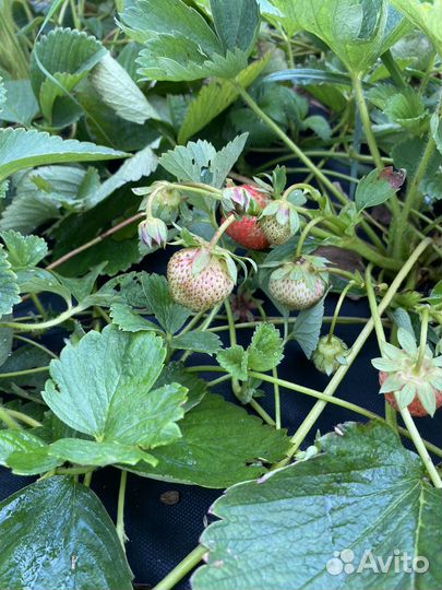 Рассада клубники