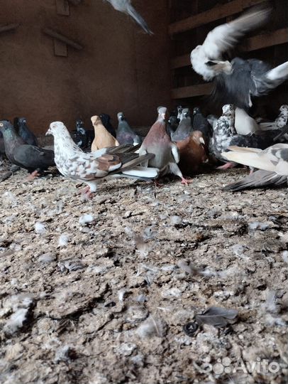 Голуби донецкие и другие