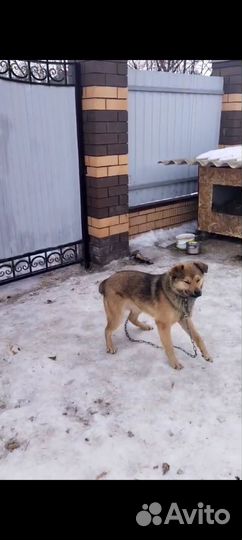 Потерялась собака