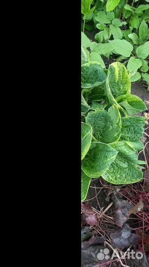 Хоста в ассортименте