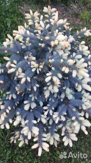 Декоративные растения для Вашего Сада, продаем