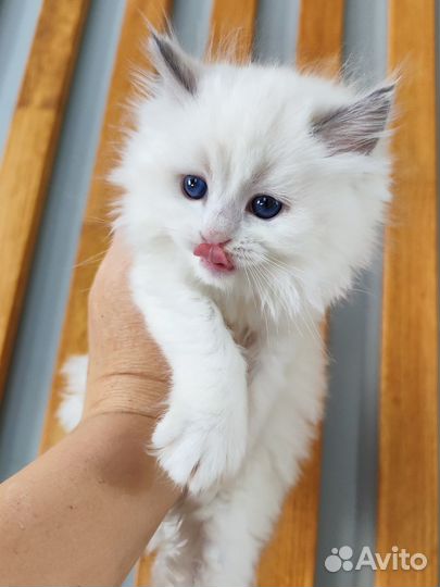 Рэгдолл девочка