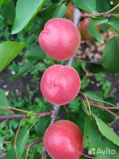 Саженцы элитных сортов персика и абрикосов