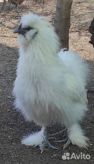 Китайские шелковые