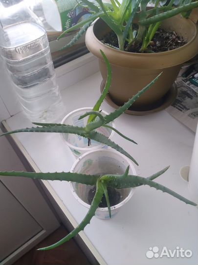 Алоэ лечебный