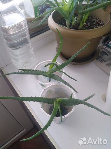 Алоэ лечебный