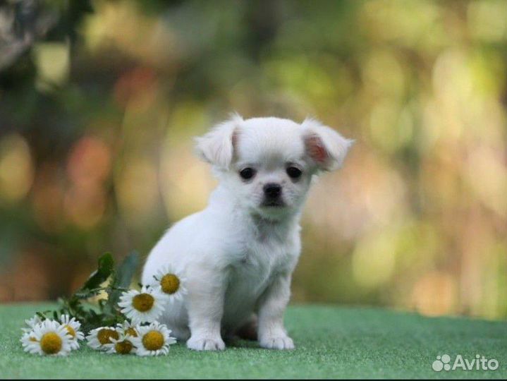 Чихуахуа щенок