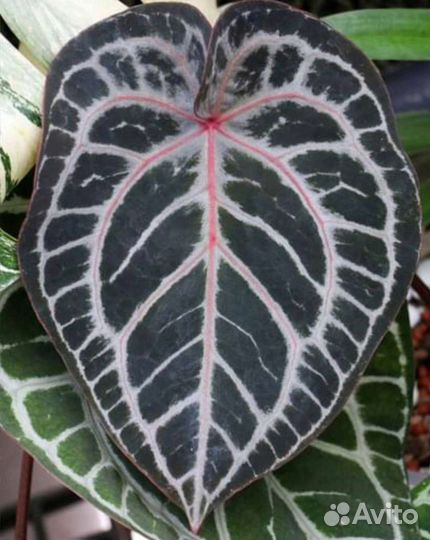 Антуриумы декоративно-лиственные