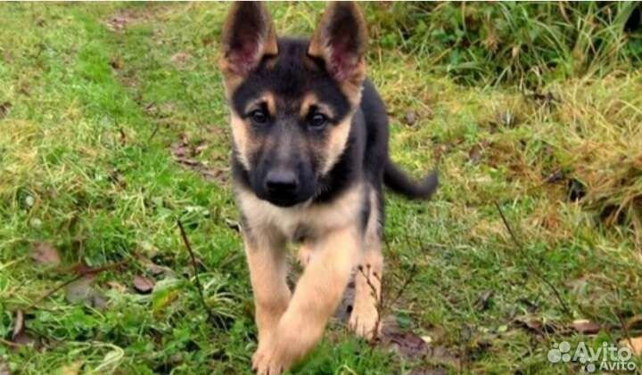 Выгул собак