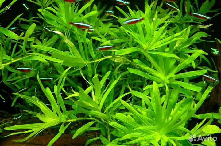 Аквариумные растения