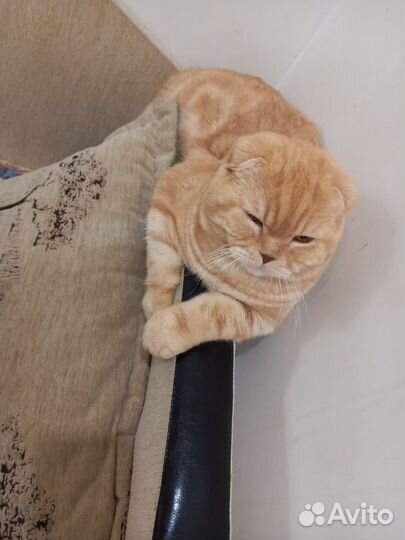 Вязка вислоухий котик
