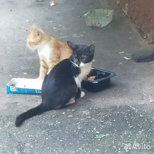 Котята 2 мес маркиз и рыжие